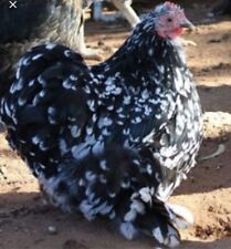 Mixed colour pekin for sale  CHESTERFIELD