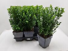 Box hedging plants. for sale  DUDLEY