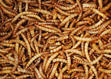 Dried mealworm high for sale  ABBOTS LANGLEY