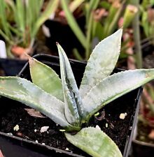 Agave americana century for sale  BUDE