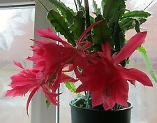 Epiphyllum nearly red for sale  WALTHAM CROSS