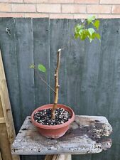 Birch yamadori bonsai for sale  WOODBRIDGE