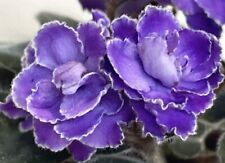 African violet optimara for sale  Summerville