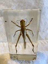 Field grasshopper singular for sale  PETERBOROUGH