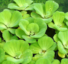Muschelblume wassersalat grüne gebraucht kaufen  Stolberg