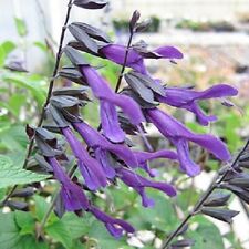 Salvia amistad plant for sale  MARCH