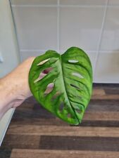 Monstera adansonii cutting for sale  LONDON