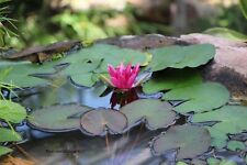 Seerose rot burgundi gebraucht kaufen  Kaiserslautern