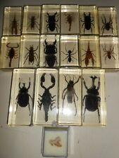 Stock real insect usato  Fonte Nuova