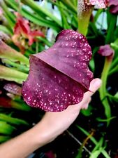 Sarracenia excellens giant for sale  BUDE