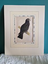 Antique print ornithological for sale  STOWMARKET
