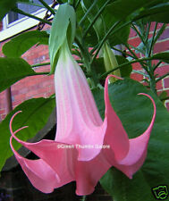 Rooted brugmansia angel for sale  Chattanooga