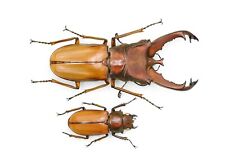 LUCANIDAE Cyclommatus pasteuri 51mm pair From Sumatra for sale  Shipping to South Africa