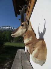 Pronghorn gabelbock antilope gebraucht kaufen  Pfronten
