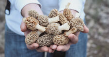 Morel mushroom spores for sale  Shipping to Ireland