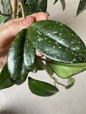 Hoya carnosa heirloom for sale  DIDCOT
