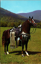 Morgan stallion eastern for sale  Clayton
