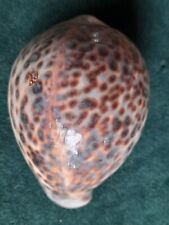 Large cowrie seashell for sale  MARGATE