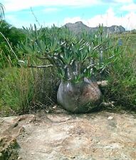 Pachypodium gracilius seeds d'occasion  Blagnac