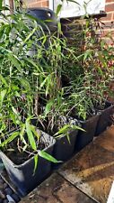 Arrow bamboo evergreen for sale  WOKINGHAM