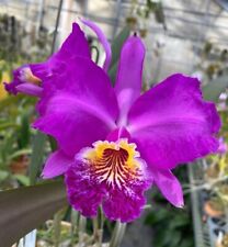 Orchid orchid cattleya for sale  Shipping to Ireland