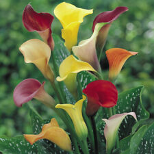 Calla lily summer for sale  IPSWICH