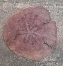 Large sand dollar for sale  Shipping to Ireland