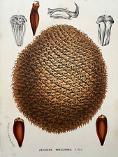 Araucaria brasiliensis pin d'occasion  Pluvigner