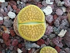 Lithops hallii green for sale  Shipping to Ireland