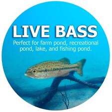 Live largemouth bass for sale  Feasterville Trevose