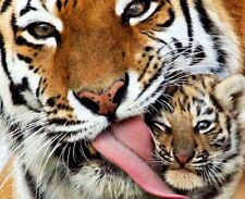 Tiger cub 8x10 for sale  USA