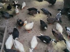 Call duck fertile for sale  Purlear
