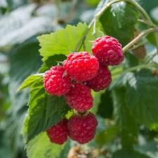 Raspberry glen ample for sale  IPSWICH