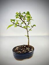 Berg ulme bonsai gebraucht kaufen  Halle