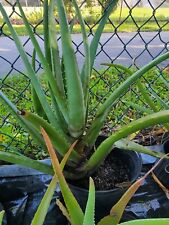 Aloe vera for sale  Hollywood