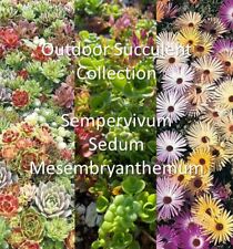 Outdoor succulents seed for sale  BASILDON