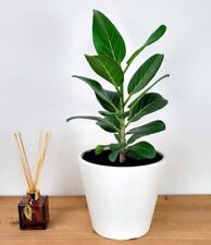 Ficus audrey medium for sale  Miami