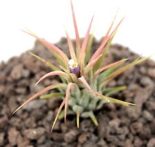 Exotenherz tillandsia ionantha gebraucht kaufen  Zweibrücken