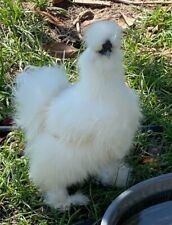 Silkie hatching eggs for sale  Newberry