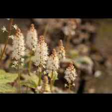 Tiarella wherryi amerikanische gebraucht kaufen  Deutschland