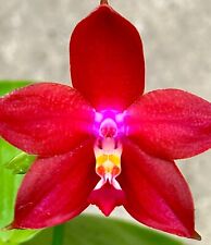 Phalaenopsis red star for sale  Shipping to Ireland