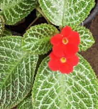 Episcia Red Flowers - Indoor/Outdoor Plant  for sale  Shipping to South Africa