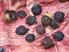 Black walnut juglans for sale  Belle Vernon