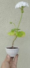 Geranium bonsai dwarf for sale  Rosemead