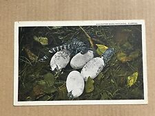 Postcard florida alligator for sale  Shipping to Ireland