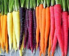 Rainbow blend carrot for sale  Minneapolis