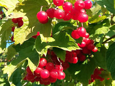 Viburnum opulus rare for sale  ST. ASAPH