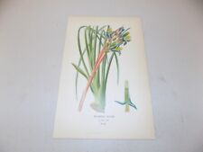 1897 Antique Floral Print  / QUEEN’S TEARS, or, BILLBERGIA NUTANS for sale  Shipping to South Africa