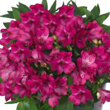 Alstroemeria machu amazing for sale  Gate City