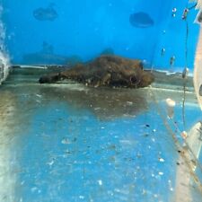 Live aquarium humpback d'occasion  Expédié en Belgium